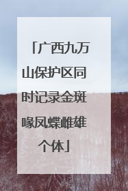 广西九万山保护区同时记录金斑喙凤蝶雌雄个体